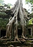 TROPICA - Buddha - Feige (Ficus religiosa) - 200 Samen