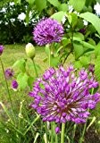 Tropica - BZ-Zierlauch - Purple Sensation (Allium aflatunense) - 4 Zwiebeln