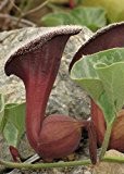 TROPICA - Chilenische Gespensterpflanze (Aristolochia chilensis) - 10 Samen