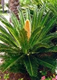 TROPICA - Cycas - Palmfarn (Cycas revoluta) - 1 Samen