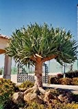Tropica - Drachenbaum (Dracaena Draco) - 5 Samen
