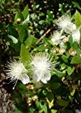 TROPICA - Echte Myrte - weiß (Myrtus communis) - 30 Samen