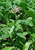 Tropica - Echter Kultur - Tabak Petit Havana (Nicotiana tabacum) - 100 Samen