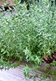 TROPICA - Echter Orangen-Thymian ( Thymus vulgaris var. Fragrantissimus ) - 20 Samen