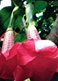 TROPICA - Engelstrompete pink (Brugmansia suaveolens Pink) - 12 Samen