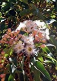 TROPICA - Eucalyptus (bicostata) (Eucalyptus globulus bicostata) - 200 Samen