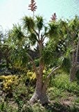 TROPICA - Flaschenbaumlilie / Elefantenfuß (Nolina recurvata syn. beaucarnea) - 10 Samen