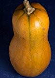 Tropica - Gemüse - Kürbis - Waltham Butternut (Cucurbita moschata) - 15 Samen