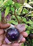 Tropica - Gemüse - Tomatillo Purple (Physalis ixocarpa) - 10 Samen
