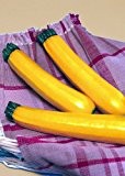 Tropica - Gemüse - Zucchini - Sebring F1 (Curcurbita pepo) - 8 Samen