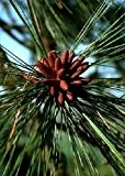 TROPICA - Goldkiefer (Pinus ponderosa) - 20 Samen