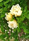 TROPICA - Granatapfelbaum Gelbblühend (Punica granatum flavescens) - 25 Samen