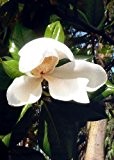 Tropica - Großblütige Magnolie (Magnolia grandiflora) - 20 Samen