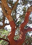 Tropica - Iberische Korkeiche (Quercus suber) - 3 Samen