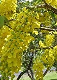 TROPICA - Indischer Goldregen / Gelbe Kassie (Cassia fistula) - 20 Samen