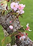 TROPICA - Japanische Blüten- und Zierkirsche (Prunus serulata) - 30 Samen