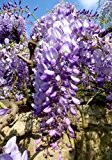 TROPICA - Japanischer Blauregen ( Wisteria floribunda ) - 4 Samen