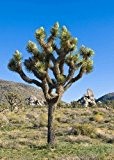 TROPICA - Joshua Tree (Yucca brevifolia) - 10 Samen