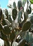 TROPICA - Kakteen Baum-Opuntie ( Opuntia pilifera ) - 30 Samen