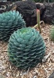 TROPICA - Kakteen Cabbage Head Agave - winterhart -( Agave parrasana )-10 Samen
