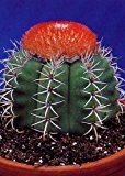 Tropica - Kakteen - Cubanischer Melonenkaktus (Melocactus matanzanus) - 40 Samen