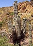 Tropica - Kakteen - Mexikanischer Riesenkaktus (Carnegia gigantea) - 40 Samen