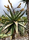 TROPICA - Kakteen Mountain-Aloe ( Aloe marlothii ) - 10 Samen