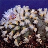 Tropica - Kakteen - Peyotl Kaktus (Lophophora williamsii) - 50 Samen
