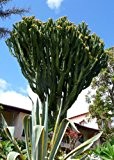 Tropica- Kakteen -Riesen-Wolfsmilch ( Euphorbia ingens ) - 10 Samen