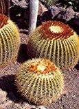 Tropica - Kakteen - Schwiegermutterstuhl (Echinocactus grusonii) - 40 Samen