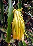 Tropica - Kakteen - Südamerikanischer Pitahaya - Kaktus (Selenericeus megalanthus) - 20 Samen