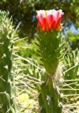 TROPICA - Kakteen - Winterharte Baum-Cholla ( Cylindropuntia imbricata ) - 40 Samen