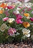 TROPICA - Kalifornischer Seidenmohn `Mixture` ( Eschscholzia californica )-100 Samen