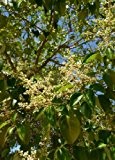 Tropica - Kampferbaum / Kampferlorbeer (Cinnamomum camphora syn. Laurus camphora) - 20 Samen