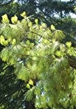 TROPICA - Kanarische Kiefer ( Pinus canariensis ) - 15 Samen