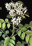 Tropica - Kräuter - Currybaum (Murraya koenigii) - 15 Samen
