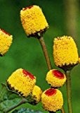 Tropica - Kräuter - Parakresse (Acmella oleracea) - 200 Samen