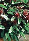 Tropica - Kräuter - Thai - Basilikum (Ocimum basilicum) - 200 Samen
