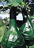 Tropica - Kürbis - Herkules Keule (Curcurbita lagenaria) - 20 Samen