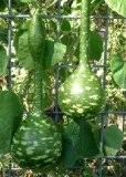 TROPICA - Kürbis - Riesen - Flaschenkürbis (Cucurbita lagenaria) - 15 Samen