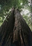 TROPICA - Küsten - Mammutbaum (Sequoia sempervirens) - 50 Samen