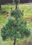 TROPICA - Langnadelige Himalaya Kiefer (Pinus roxburghii syn. Pinus longifolia) - 35 Samen