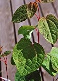 TROPICA - Lebkuchenbaum (Cercidiphyllum japonicum) - 200 Samen