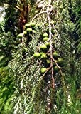 TROPICA - Madeira Zedern - Wacholder (Juniperus cedrus Webb & Berthel subsp. maderensis) - 100 Samen