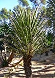 TROPICA - Mexikanische Wüsten - Yucca ( Yucca filifera ) - 10 Samen