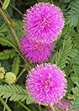 TROPICA - Mimose Großblütig 'Pink Sparkles' (Mimosa nuttallii) - 30 Samen
