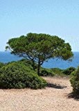 TROPICA - Mittelmeer - Pinie (Pinus pinea) - 6 Samen