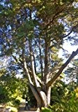 TROPICA - Monterey-Zypresse ( Cupressus macrocarpa ) - 50 Samen
