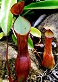 TROPICA - Nepenthes reinwardtiana () - 10 Samen inklusive Kultursubstrat