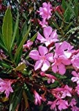 TROPICA - Oleander (Nerium oleander) - 50 Samen